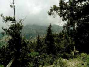 The Different Types Of Forests In Pakistan Graana