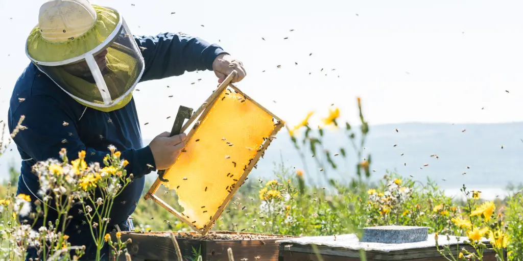 bee farming business