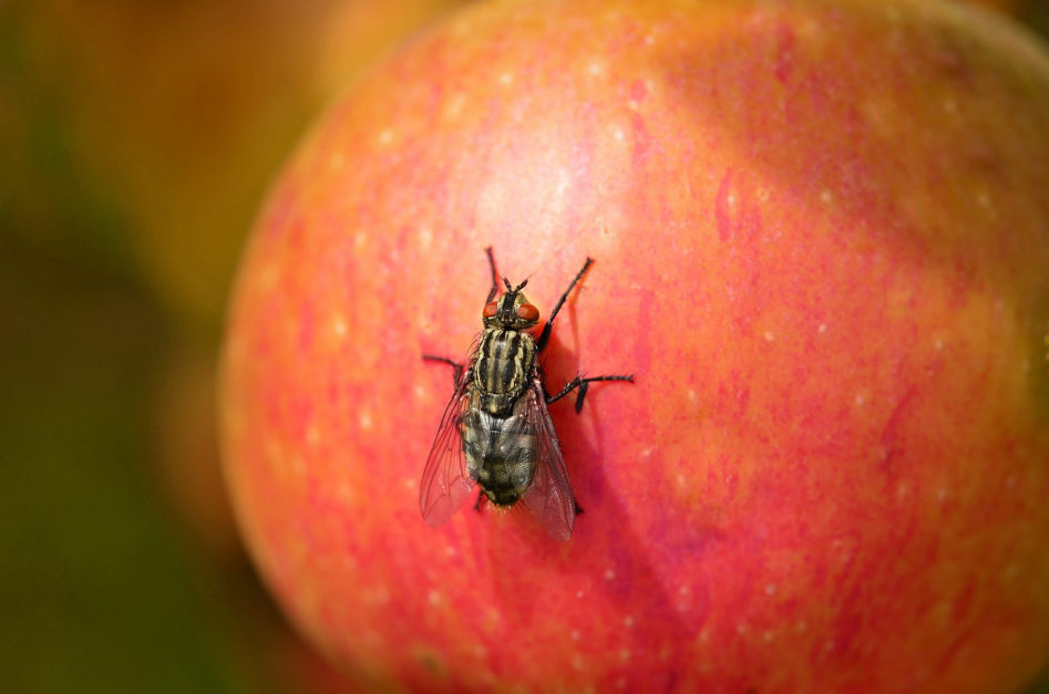 Keeping Bugs At Bay This Monsoon