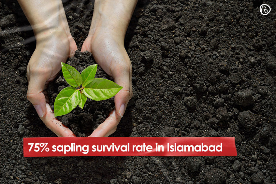75% sapling survival rate in Islamabad