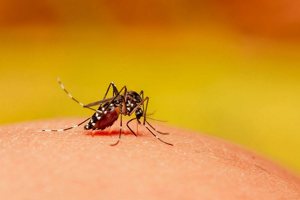 Keeping dengue out of your life – tips and tricks | Graana.com