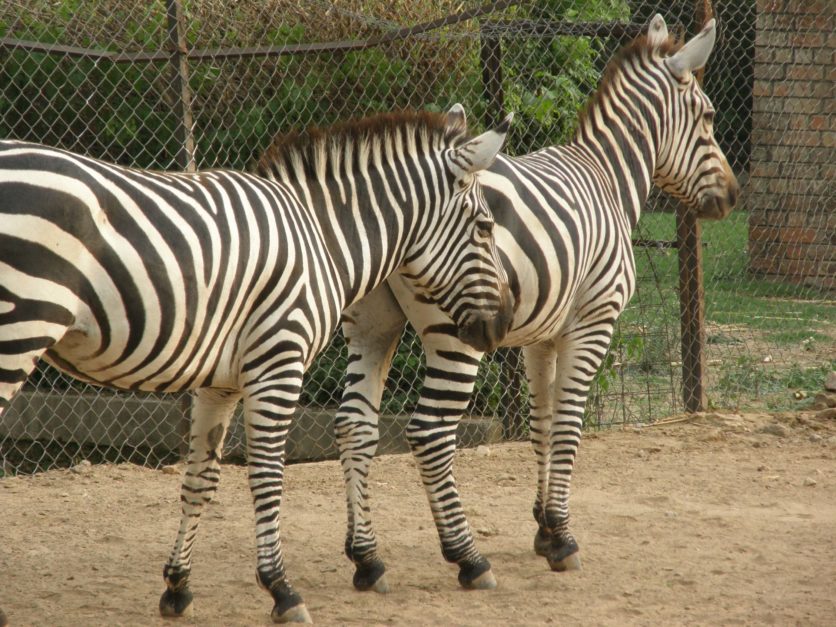 lahore zoo