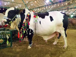 Black and White cow for qurbani