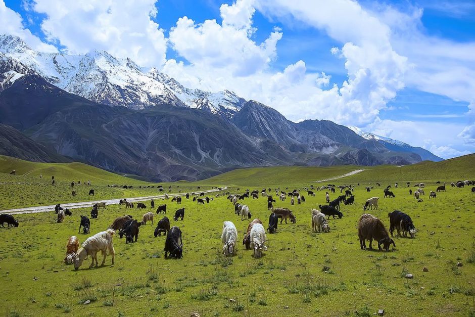 Chitral Gol National Park in Pakistan