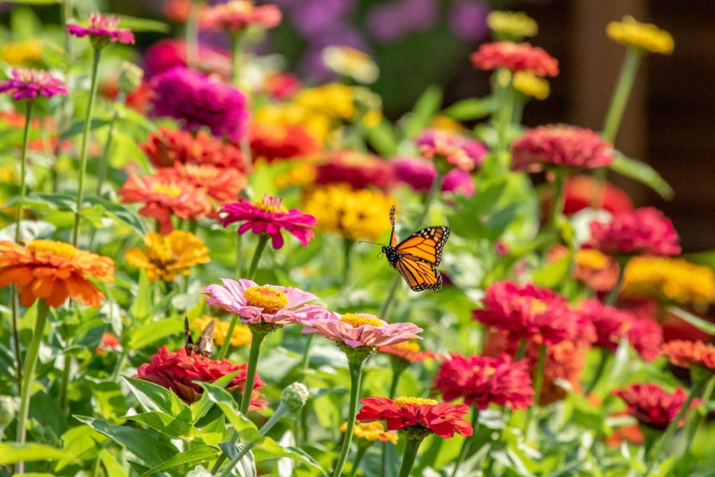 5 Easy to Grow Flowers for Beginners | Graana.com