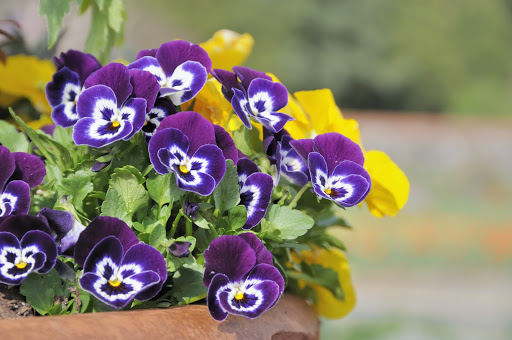 5 Easy to Grow Flowers for Beginners | Graana.com