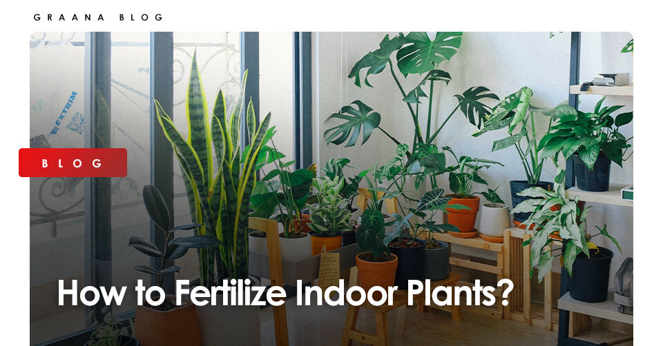 How to Fertilize Indoor Plants
