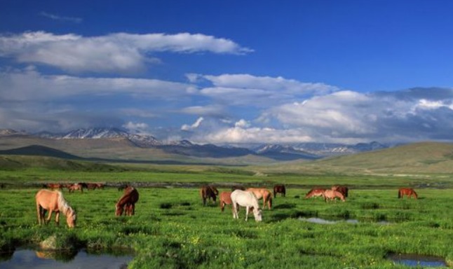 this is an image of Deosai National Park animals