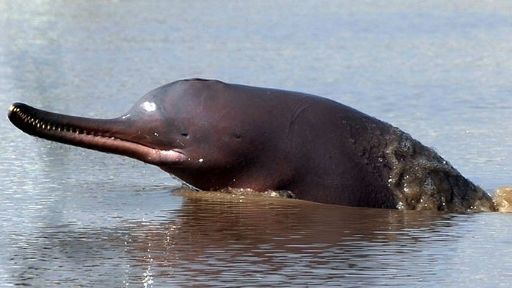 Indus River Dolphin swimming in the water 