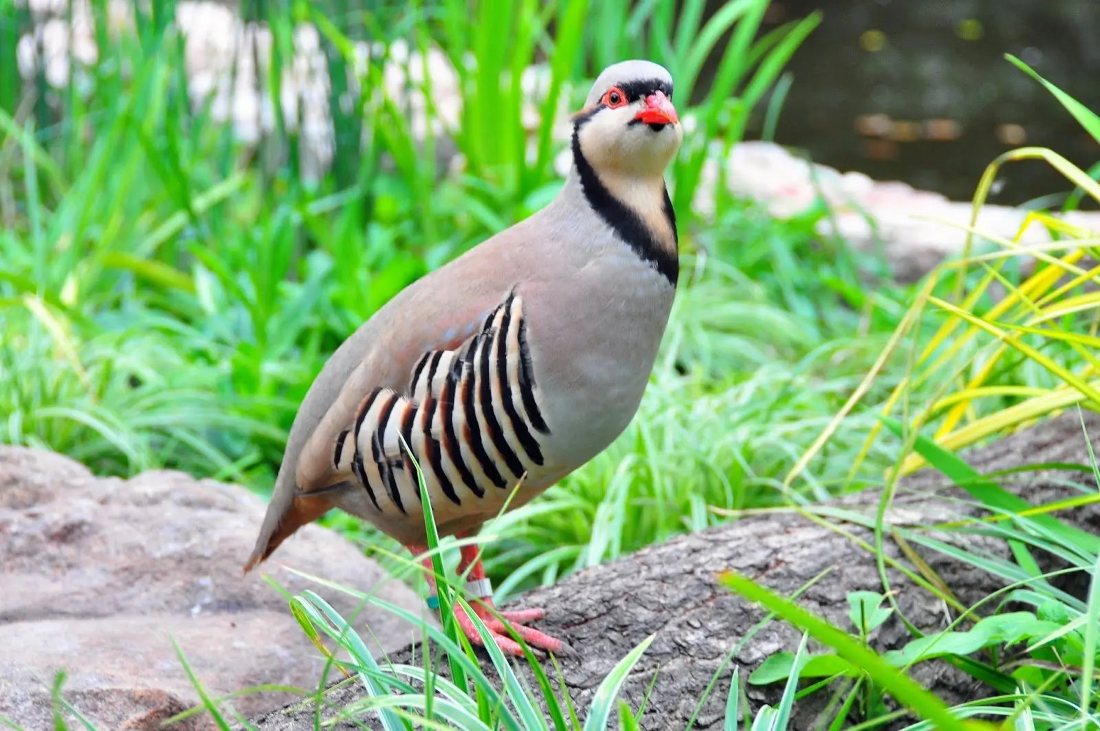 Chukar, also known as the chukar partridge, is the national bird of pakistan