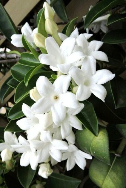 White Jasmine with green leaves - National Symbols of Pakistan