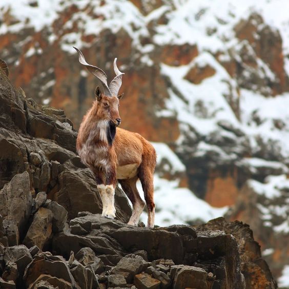 Markhor standing on mountain rocks covered with snow - National Symbols of Pakistan