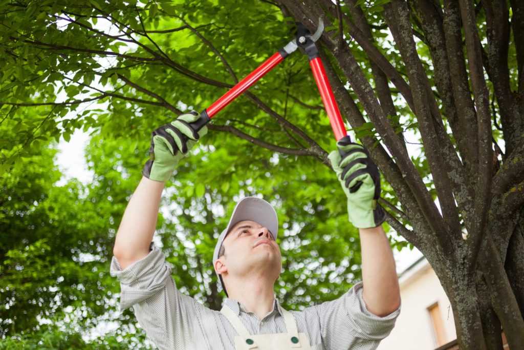 Tree Maintenance