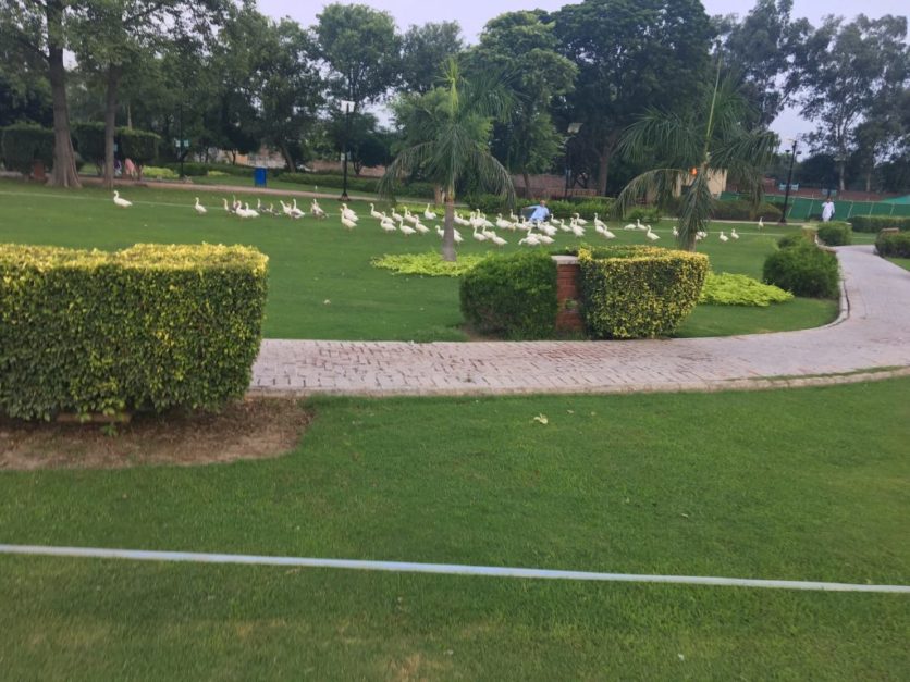 this is an image of sheeba park DHA Lahore
