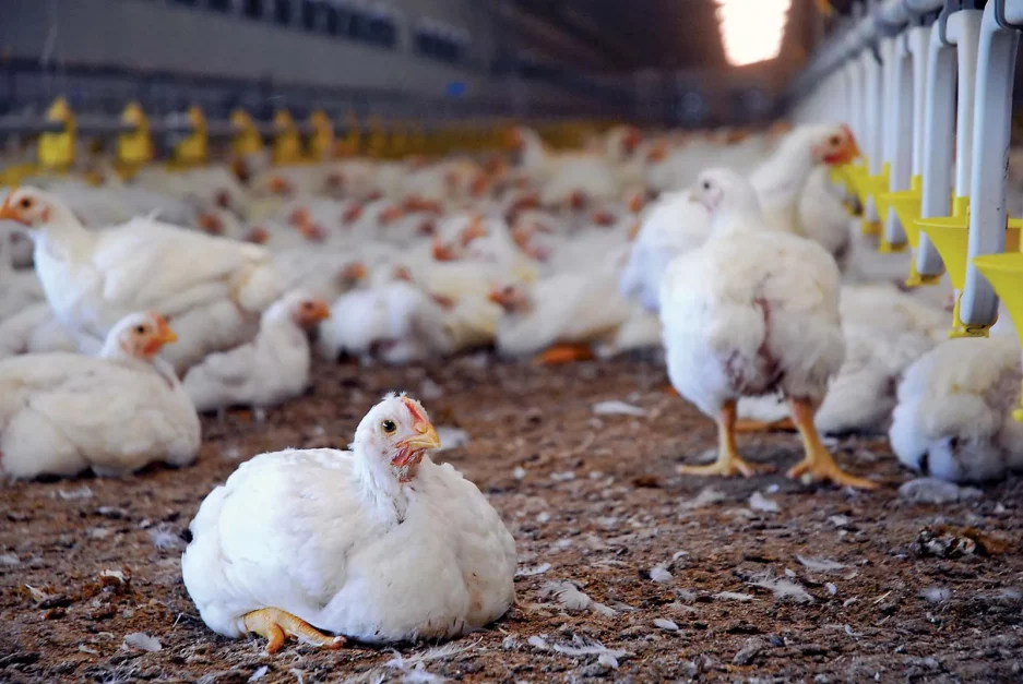 Poultry Farming - business ideas in Pakistan