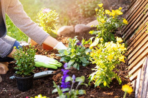 گھر کے باغیچے میں سبزیاں اور پھول اگانے کے لیے زمین ہموار کرتی خاتون