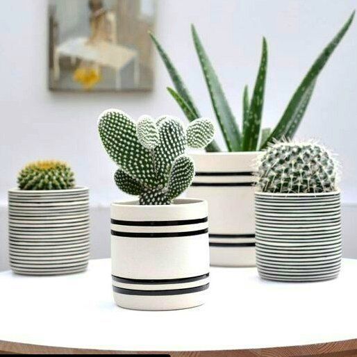 succulent pots as housewarming gifts