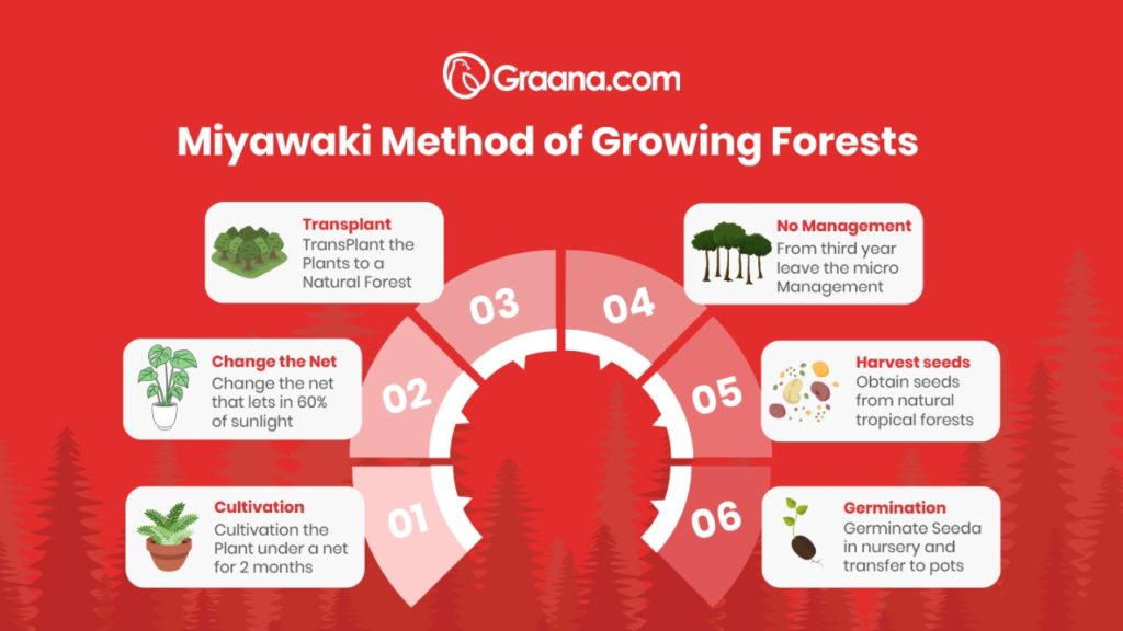 Infographic on how a Miyawaki forest is grown