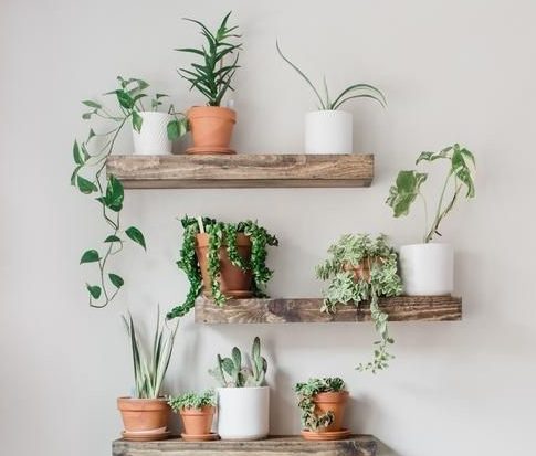 indoor plants decorated on wooden shelves