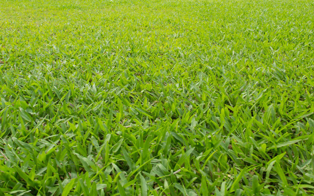 fine dhaka grass