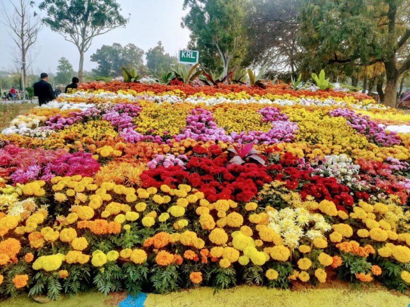 Flower bed consisting colourful flowers in Jasmine gardens islamabad