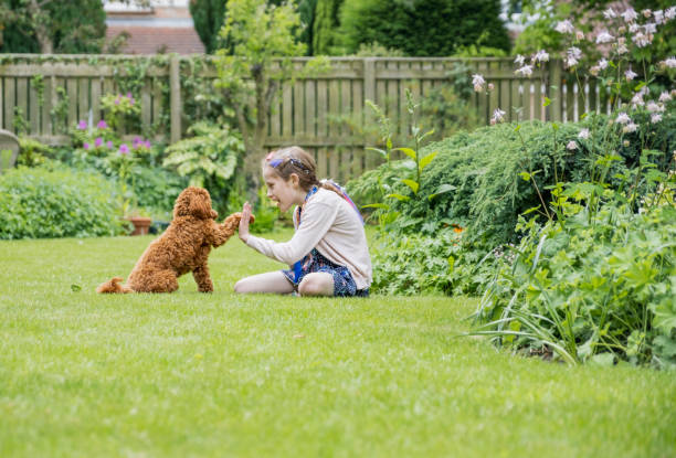 چھوٹی بچی پالتو کتے کے ساتھ باغیچے میں کھیلتے ہوئے