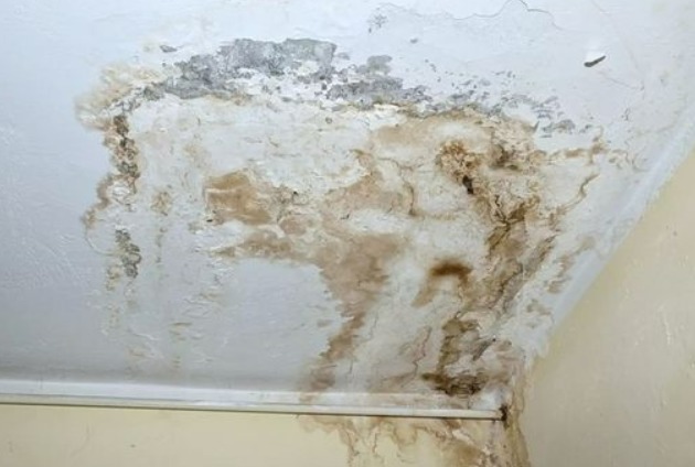 Mould grown on the ceiling of a house