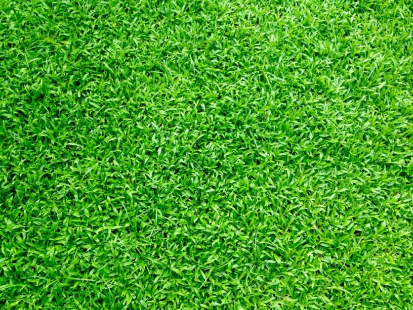 korean grass