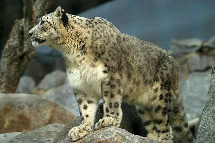 Leopard at Baltistan which is one of the wildlife sanctuaries in Pakistan