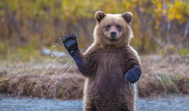 a brown bear in wildlife sanctuary of pakistan