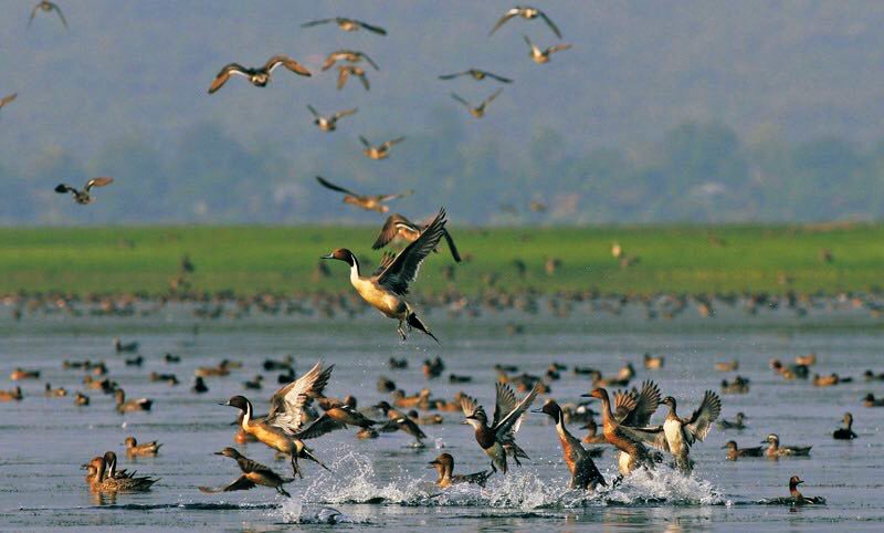 Falcons at lake Haleji