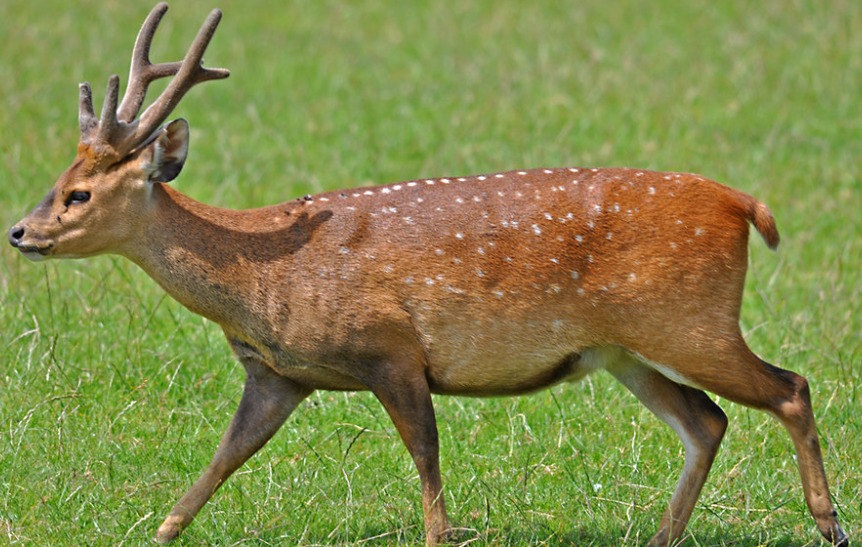 Hog Deer in one of the wildlife sanctuaries in pakistan