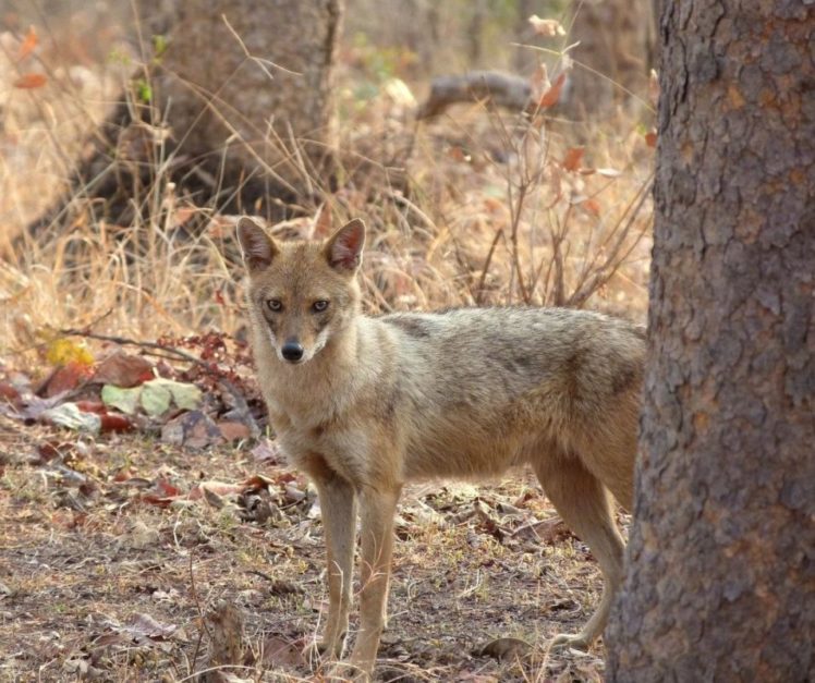 indian jackal in wild life sanctuary of Pakistan