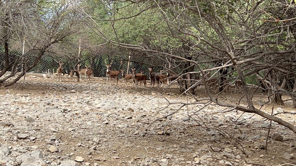 herd of deer at manglot wildlife sanctuary in Pakistan