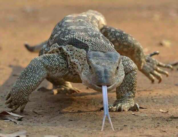 monitor lizard in mahal kohistan