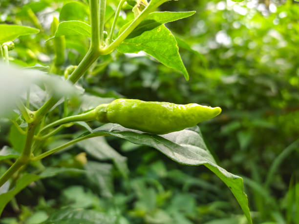 پودے سے اگتی ہوئی سبز مرچ