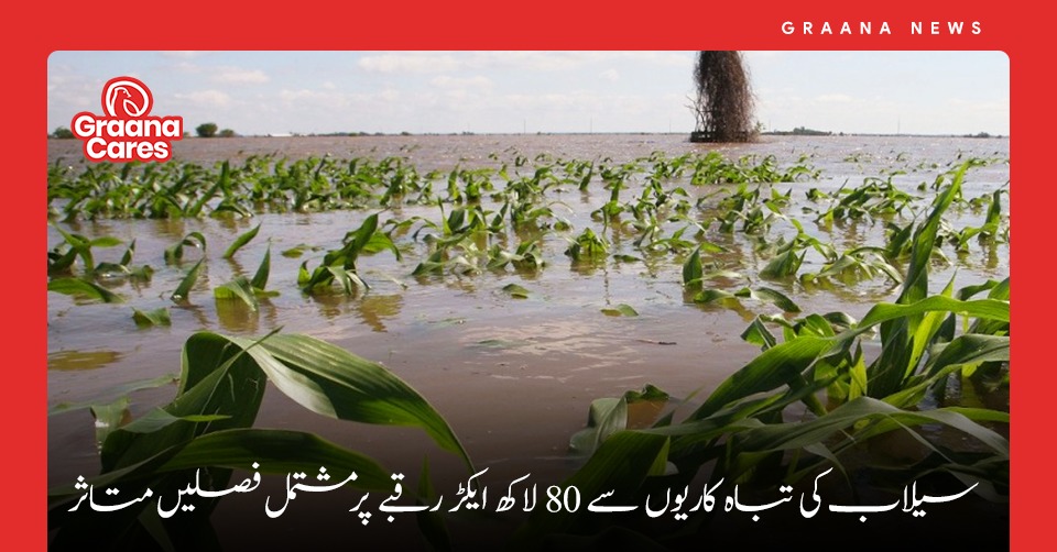 سیلاب کی تباہ کاریوں سے 80 لاکھ ایکڑ رقبے پر مشتمل فصلیں متاثر