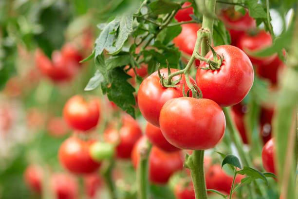 پودے میں اُگے ہوئے تازہ اور سرخ ٹماٹر