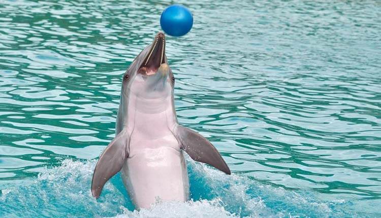 dolphin show at sozo water park lahore