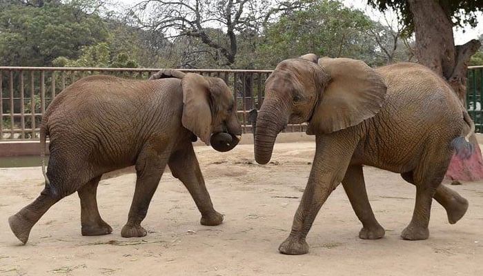 The Elephant House is the most-visited exhibit at the zoo. A few notable events took place here, including the death of an Asian elephant named Anarkali (who was aged 65 years) on 19th July, 2006.