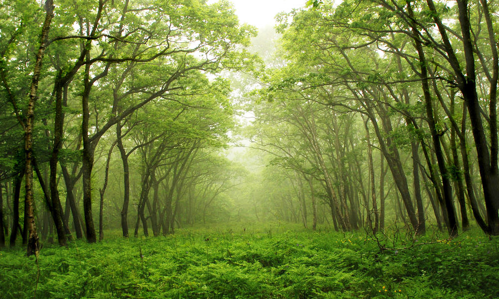 History of Changa Manga Forest