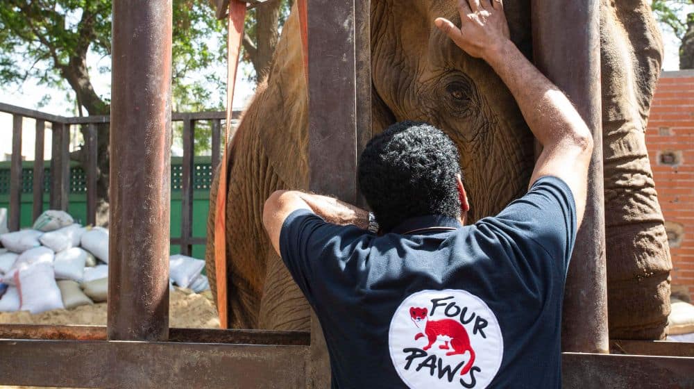 Noor Jahan African Elephant in Karachi Zoo