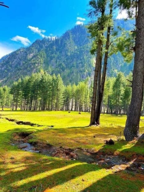 Green valley, trees and mountain in Kumrat Valley