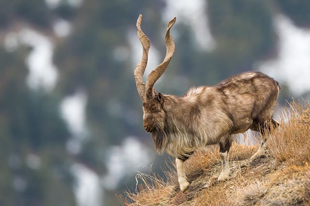 Wildlife pictures in Chitral gol national park