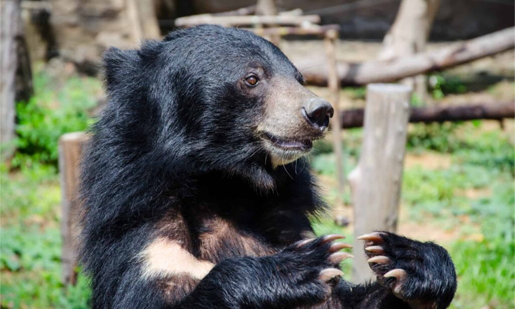 Asian Black Bear in Karachi Zoo