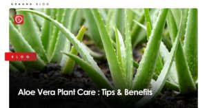 Aloe-Vera-Plant