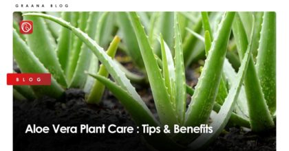 Aloe Vera Plant Care: Tips & Benefits