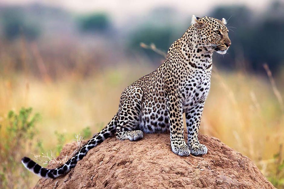  Wild Leopard Sitting on a Rock in Ayubia National Park