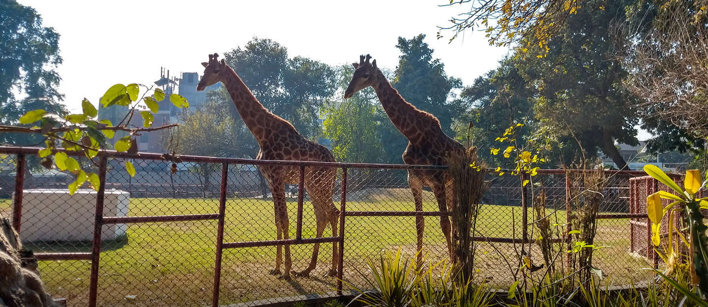 two Giraffes at Lahore zoo
