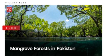Mangrove Forests in Pakistan